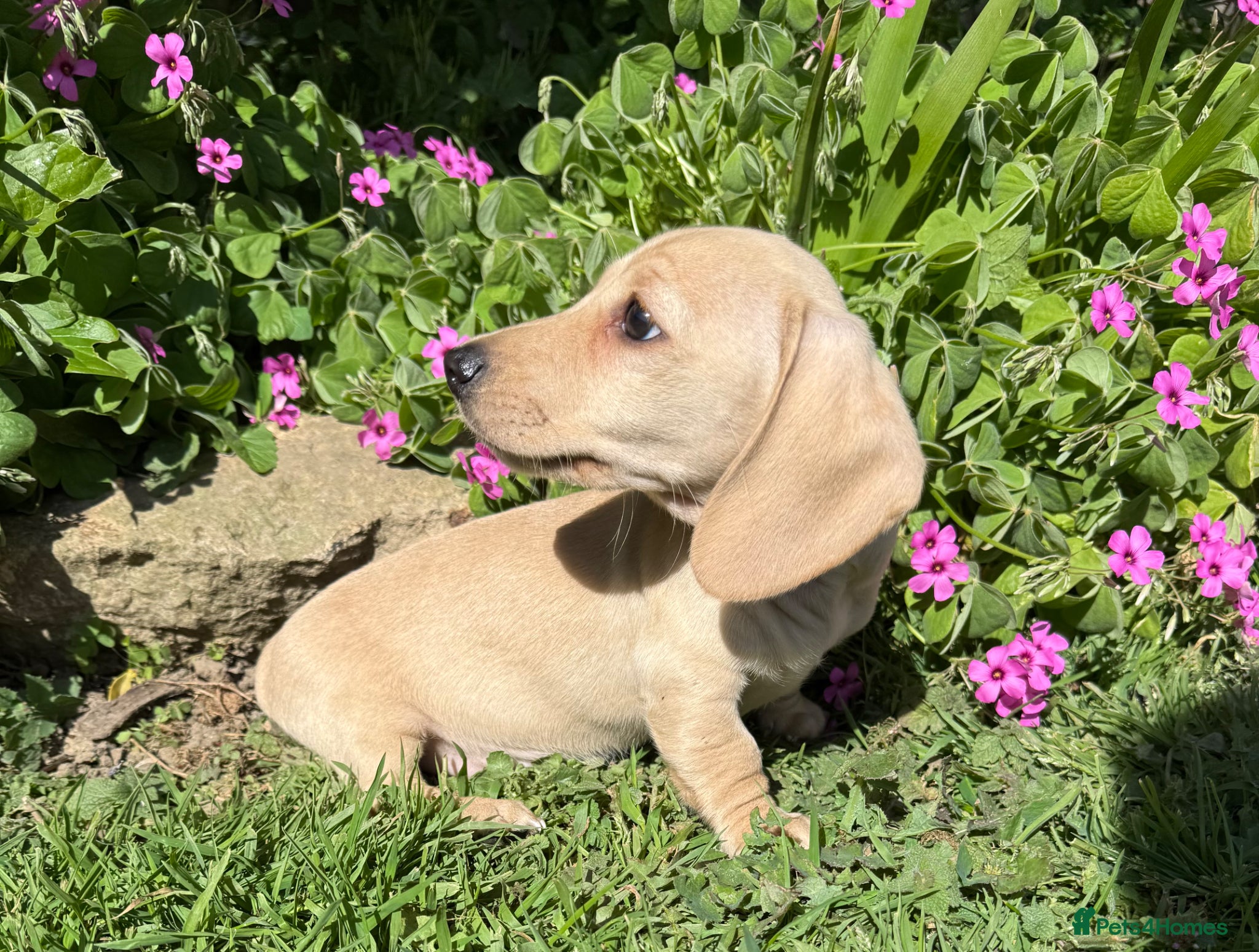 Miniature Dachshund dogs Stunning cream miniature smooth haired dachshunds  - Advert 1