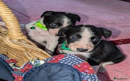 Mixed Breed dogs for sale: Saluki whippets  - Image 12