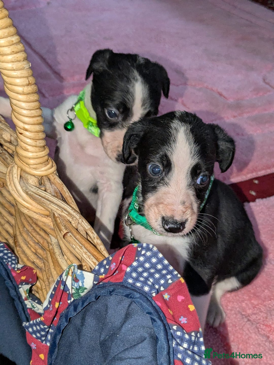 Mixed Breed dogs for sale: Saluki whippets  - Image 12
