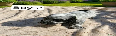 Cocker Spaniel 2