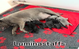 Staffordshire Bull Terrier dogs for sale: KC Registered Mr T & Luminastaffs Puppies - Image 13