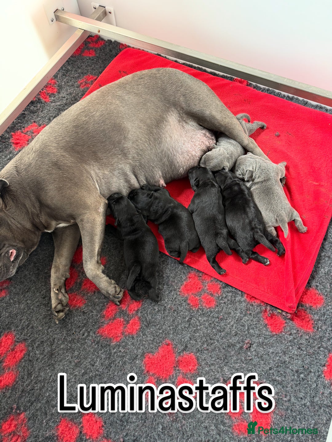 Staffordshire Bull Terrier dogs for sale: KC Registered Mr T & Luminastaffs Puppies - Image 13