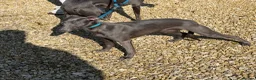 Whippet dogs for sale: 10 Month Old Whippet Bitch - Advert 3