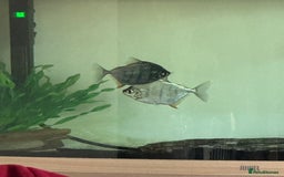 Piranhas fish for sale: Silver Dollar Monos  - Image 4