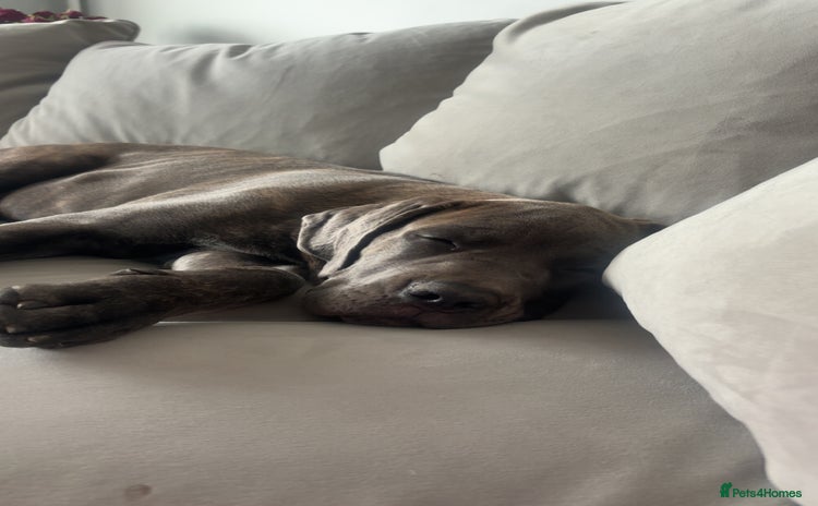Cane Corso dogs - Advert 1