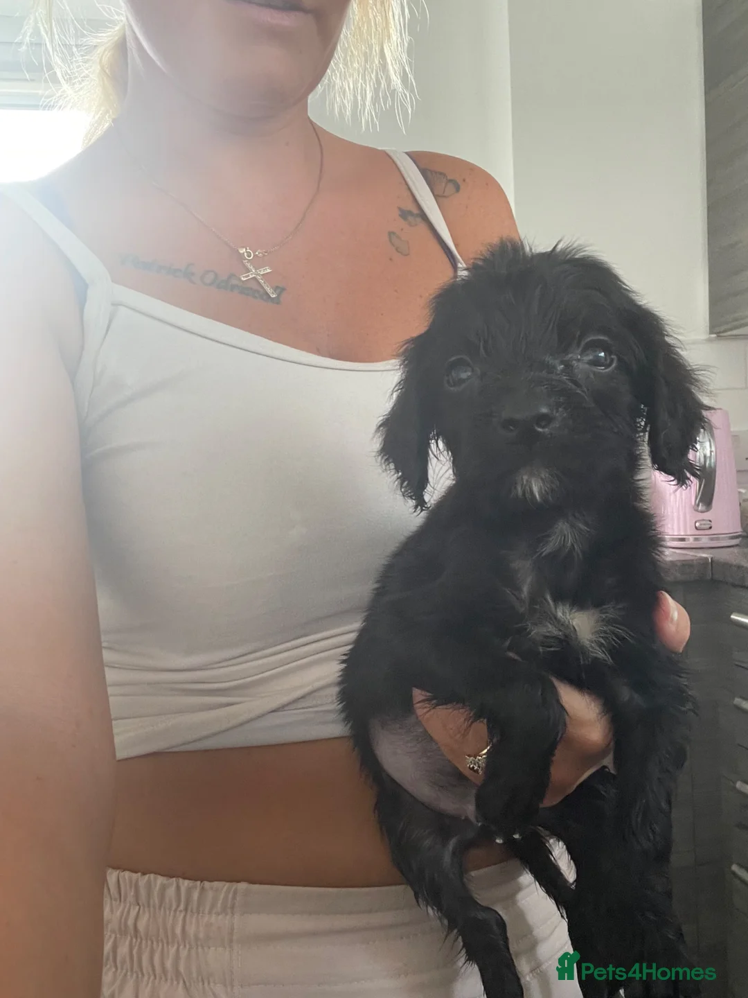 Cocker Spaniel dogs for sale: Cocker spaniel pup in Newton Aycliffe - Advert 2