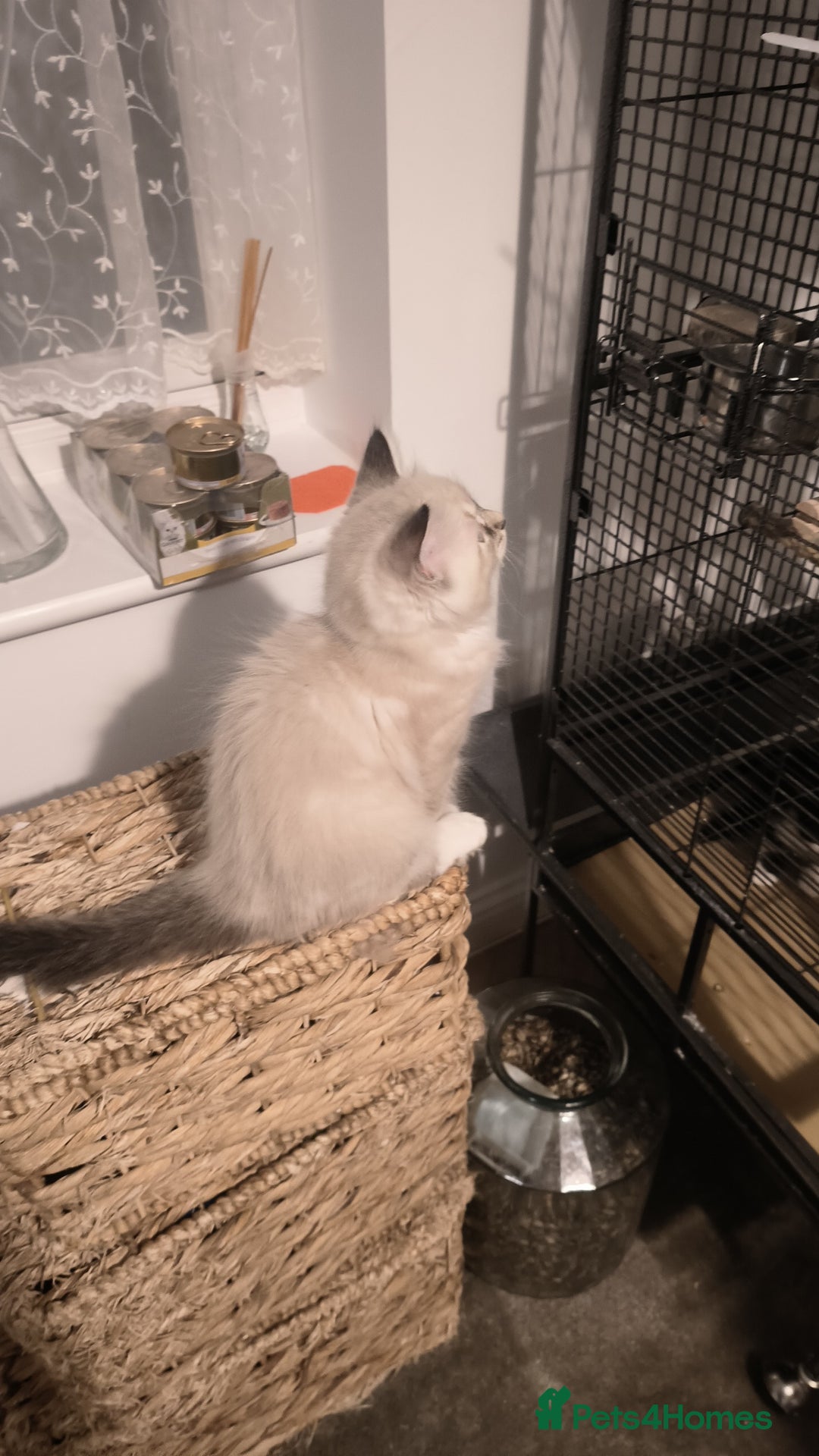 Domestic Shorthair cats for sale: Domestic Kittens - Advert 5