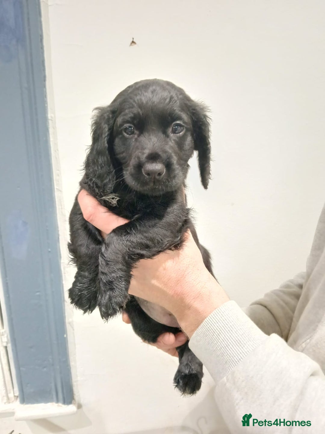 Cocker Spaniel dogs for sale: Working cocker spaniels - Advert 13