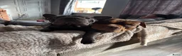 French Bulldog dogs for sale:  **  FRENCHIE  in Maldon - Advert 4