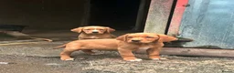 Springador dogs for sale: Happy friendly Springador puppies  - Advert 4