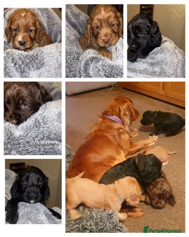 Cocker Spaniel dogs - Advert 16