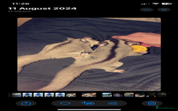 Sugar Glider rodents for sale: breeding pair of sugar gliders  - Image 5