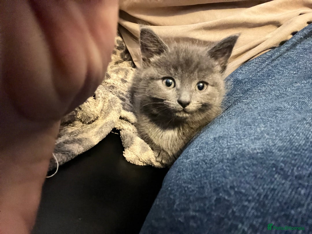 Russian Blue cats for sale: Girl Russian blue kitten 9 weeks  - Advert 4