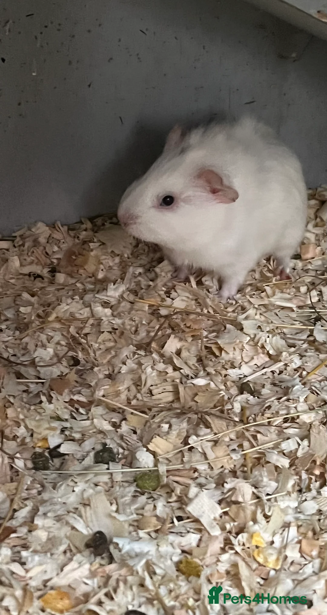 Guinea Pig rodents for sale: baby boys guinea pigs - Advert 11