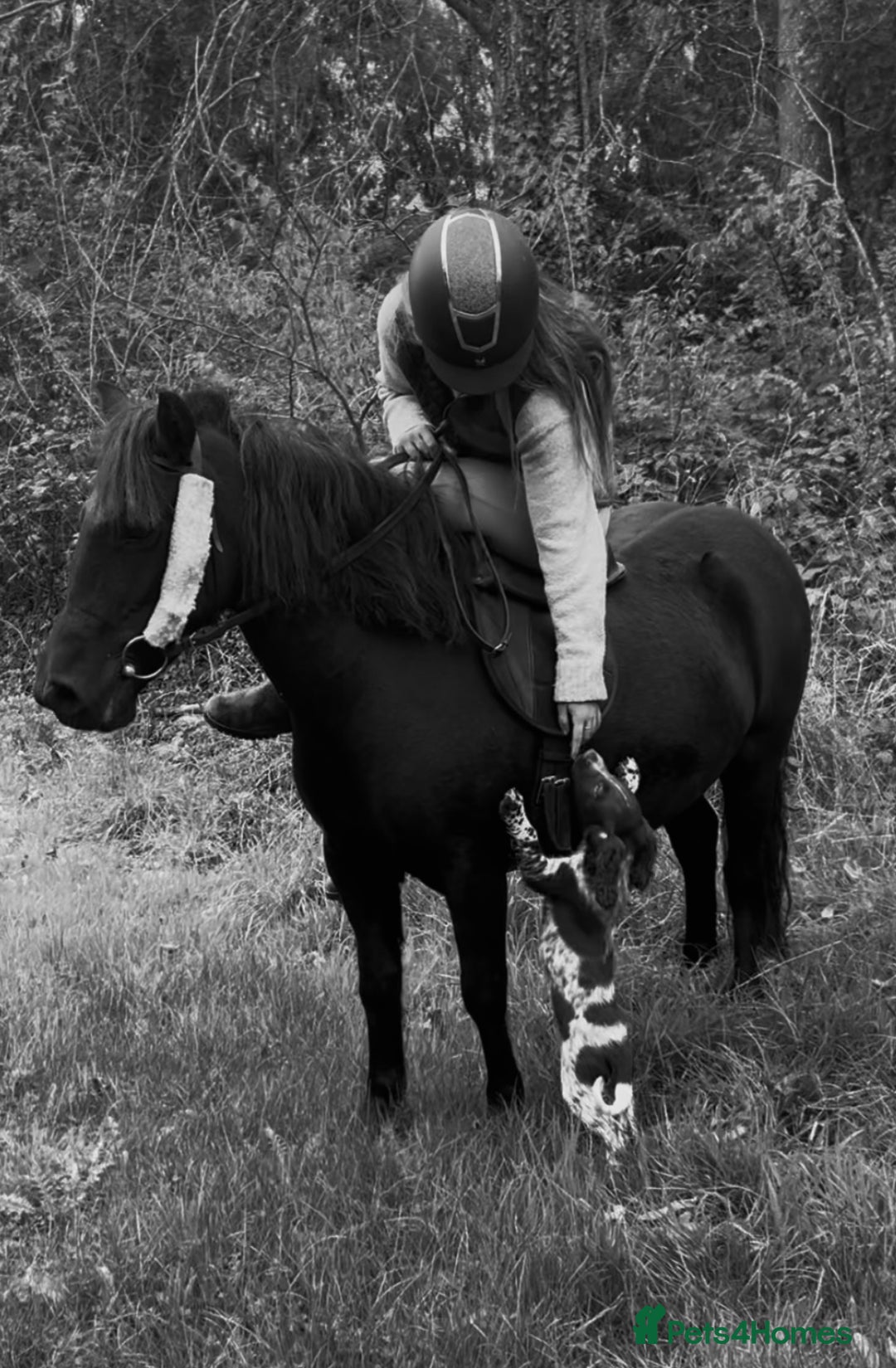 Dartmoor horses for sale: Jezamine ( jazz ) mothers dream!! - Advert 5