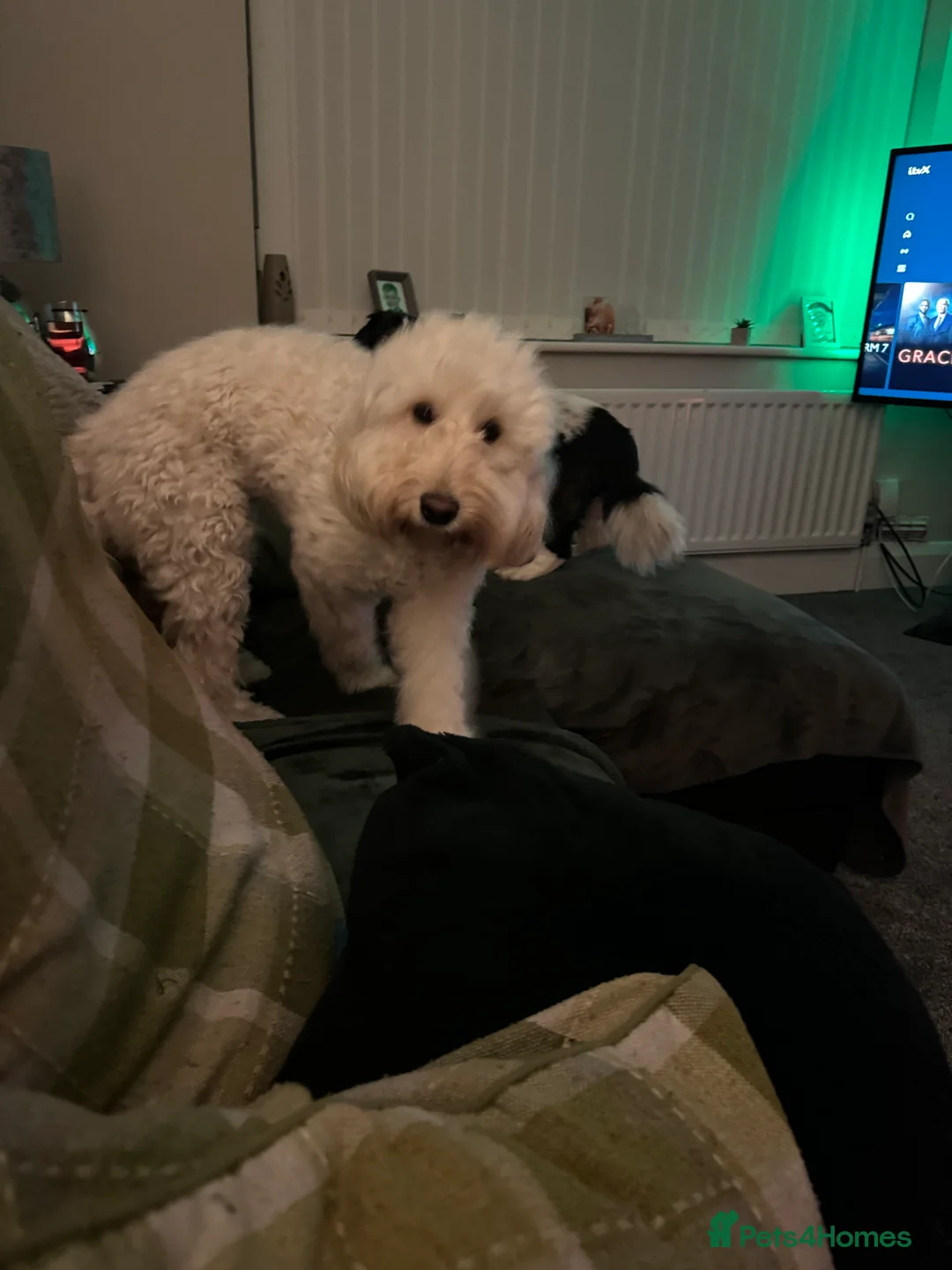 Labradoodle dogs for sale: Miniature F1b Labradoodle for rehoming  - Advert 11