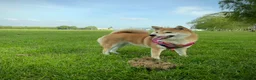 Japanese Shiba Inu dogs for sale: KC registered Japanese Shiba Inu puppies - Advert 13