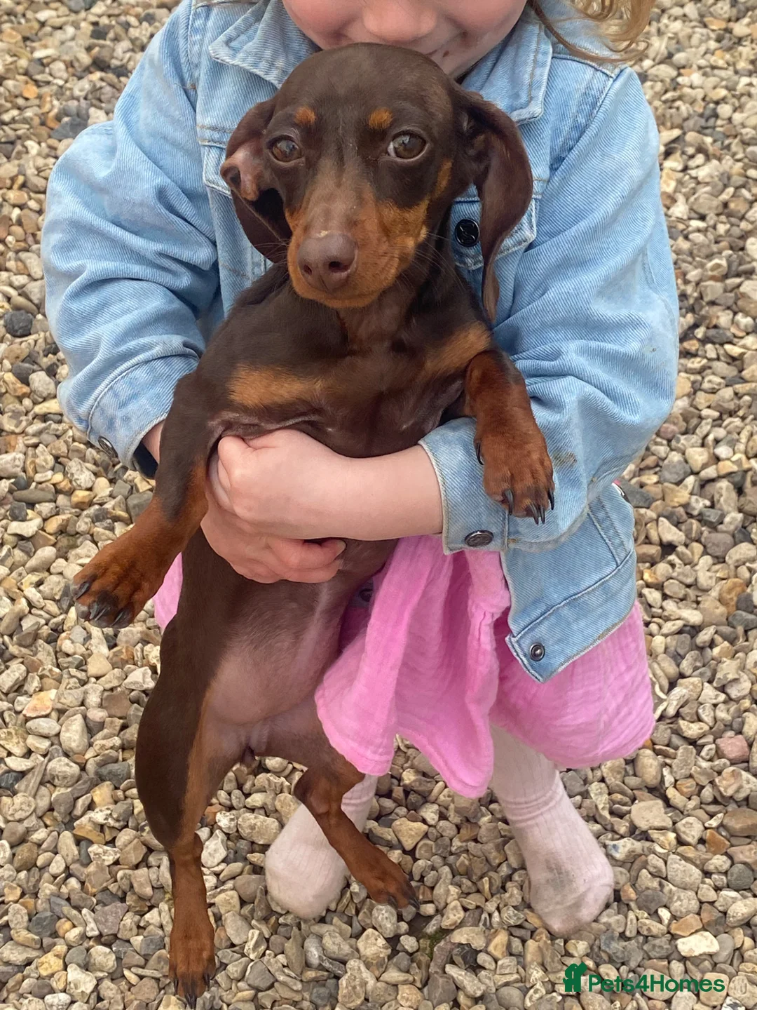 Dachshund dogs for sale: Dachshund pup 6 months old  - Advert 2