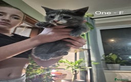 Mixed Breed cats for sale: Beautiful fluffy kittens - Image 4