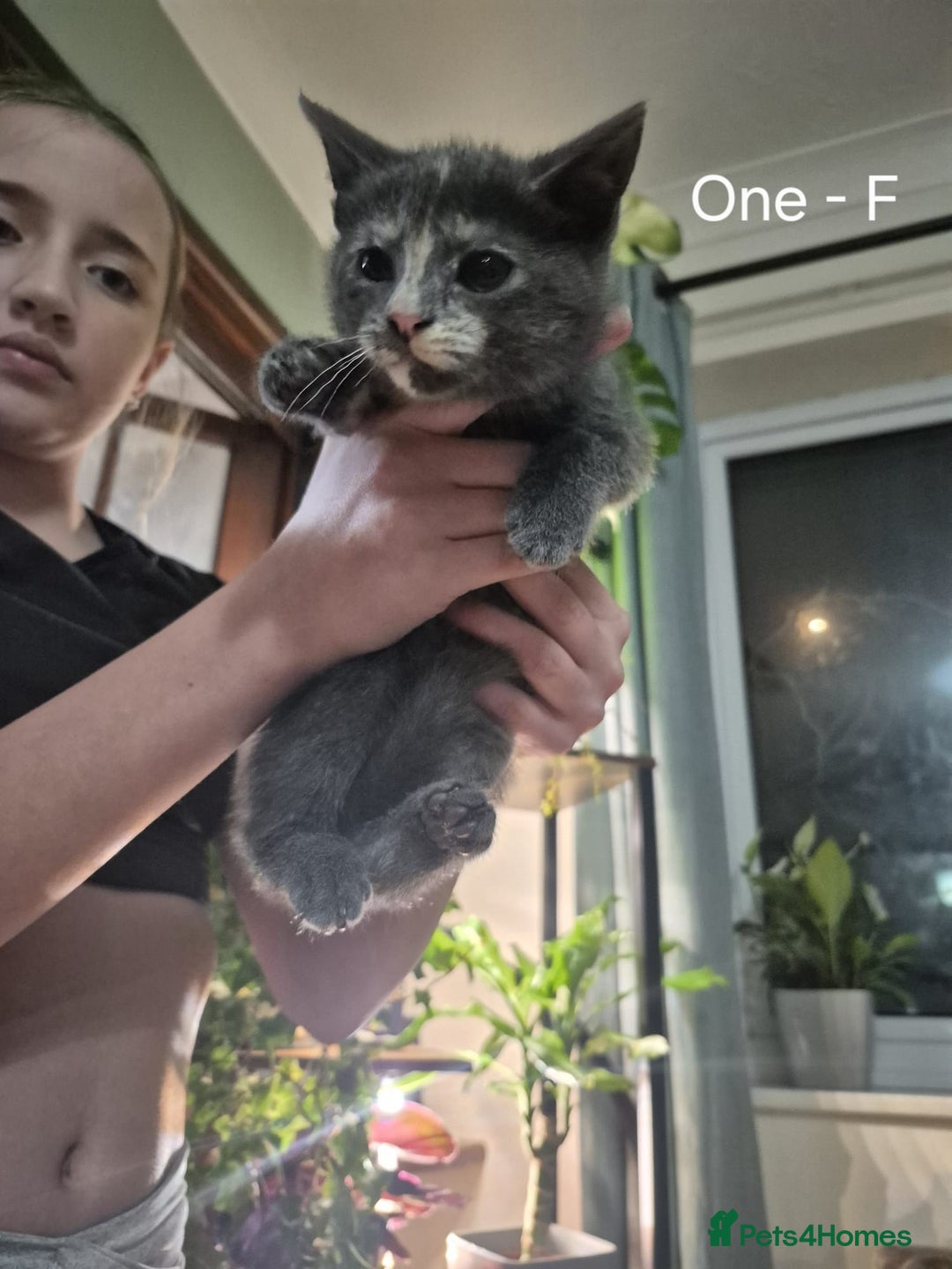 Mixed Breed cats for sale: Beautiful fluffy kittens - Image 4