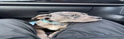 Mixed Breed dogs for sale: 4 months old Gary! in Billingham - Advert 4