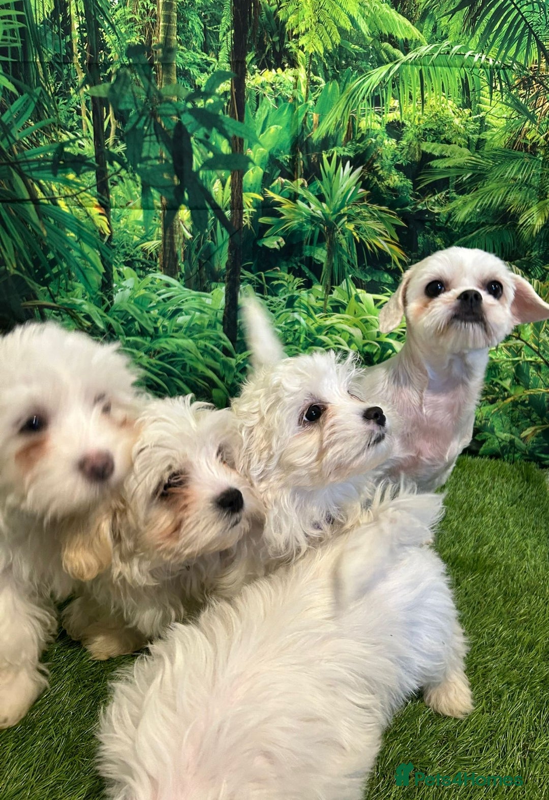 Maltese dogs for sale: Bichon Maltese looking for a new home - Advert 6