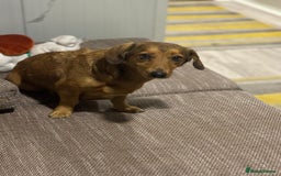 Dachshund dogs for adoption: Sweet Jessica Looking for a family  - Image 14