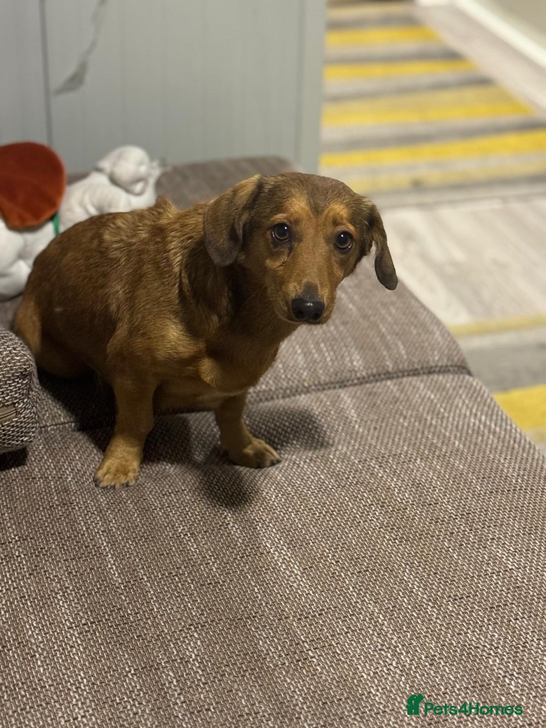 Dachshund dogs for adoption: Sweet Jessica Looking for a family  - Image 14
