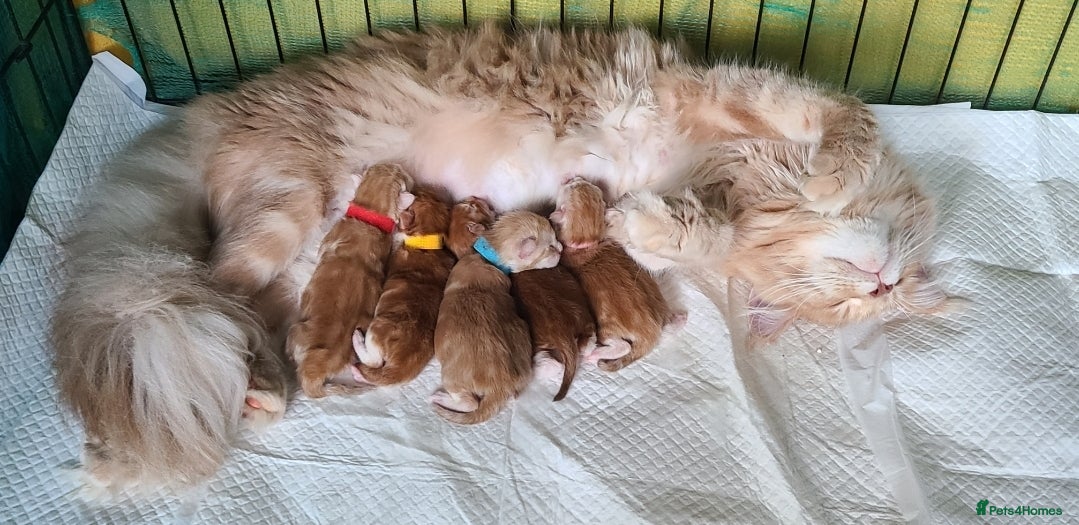 Maine Coon cats Maine Coon kittens TICA registered  - Advert 1