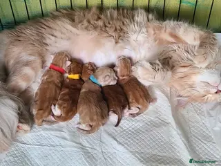 Maine Coon cats Maine Coon kittens TICA registered - Advert 6