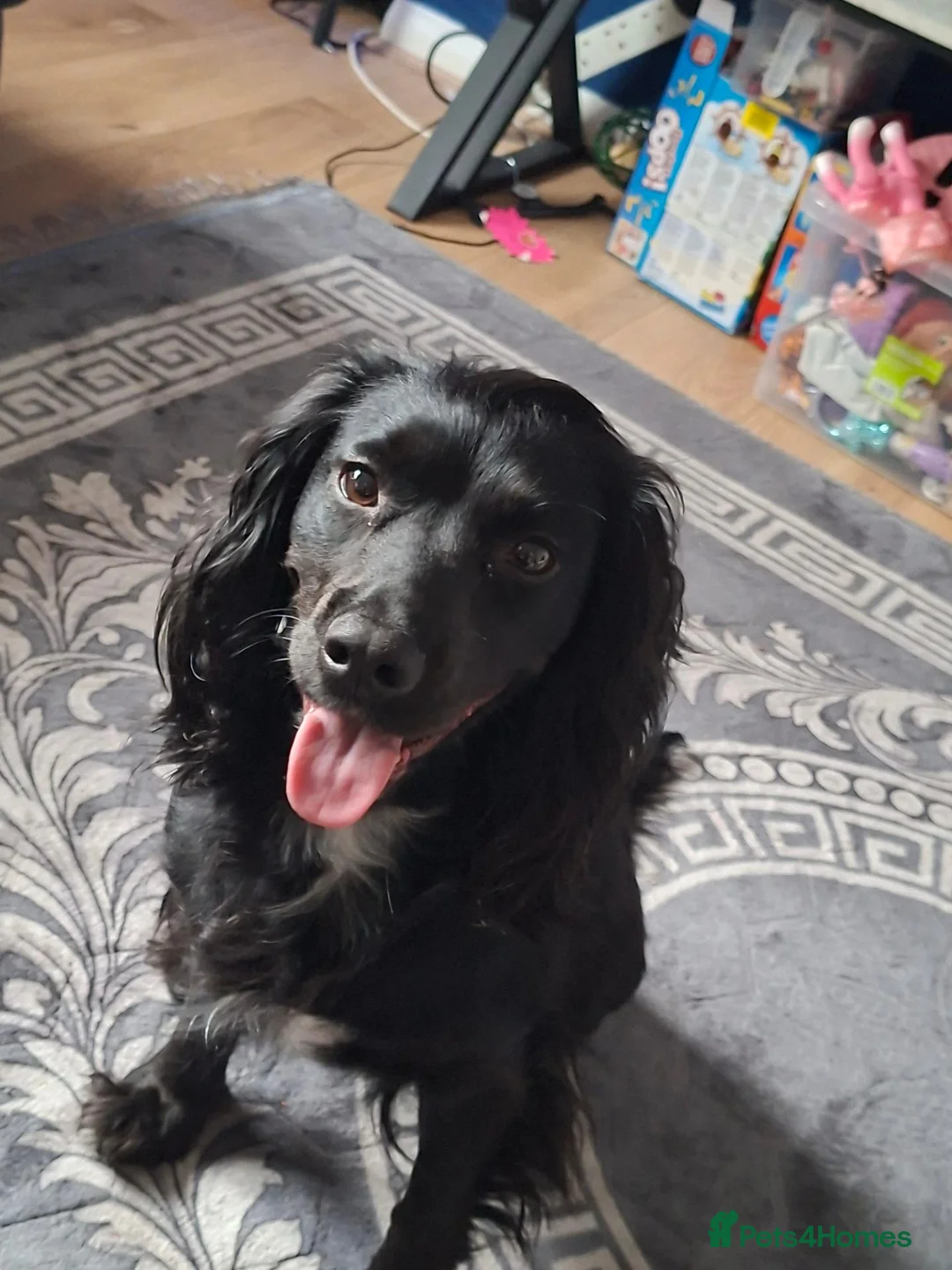 Cocker Spaniel dogs for sale: Cocker spaniel in Middlesbrough - Advert 1