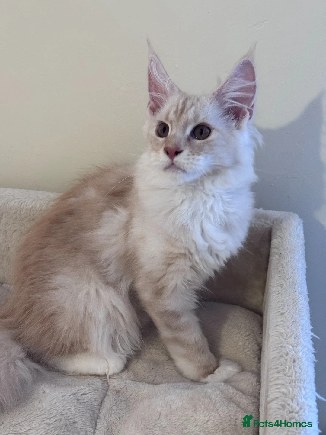 Maine Coon cats for sale: Gorgeous Shaded Line Maine Coon kitten for sale - Advert 2