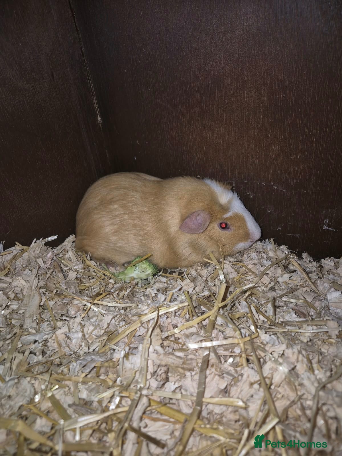 Guinea Pig rodents Guinea pig babies  - Advert 1