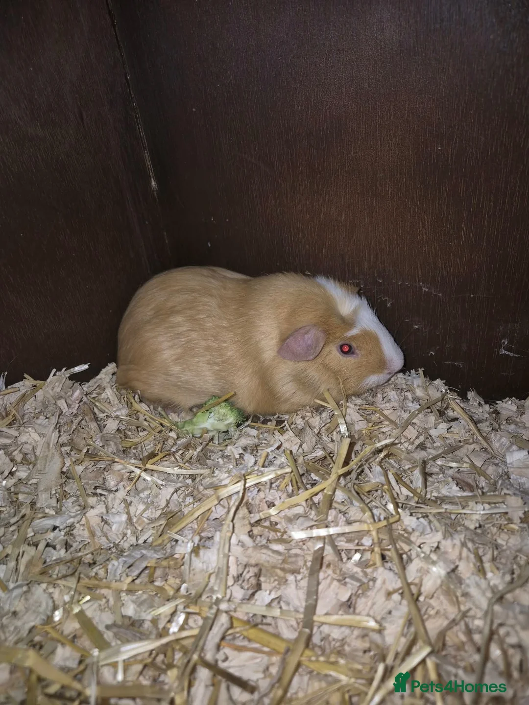 Guinea Pig rodents for sale: Guinea pig babies  - Advert 1