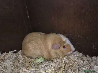 Guinea Pig rodents Guinea pig babies - Advert 1