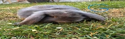 Mini Lop rabbits for sale: Mini Lop Rabbits For Sale  - Advert 23