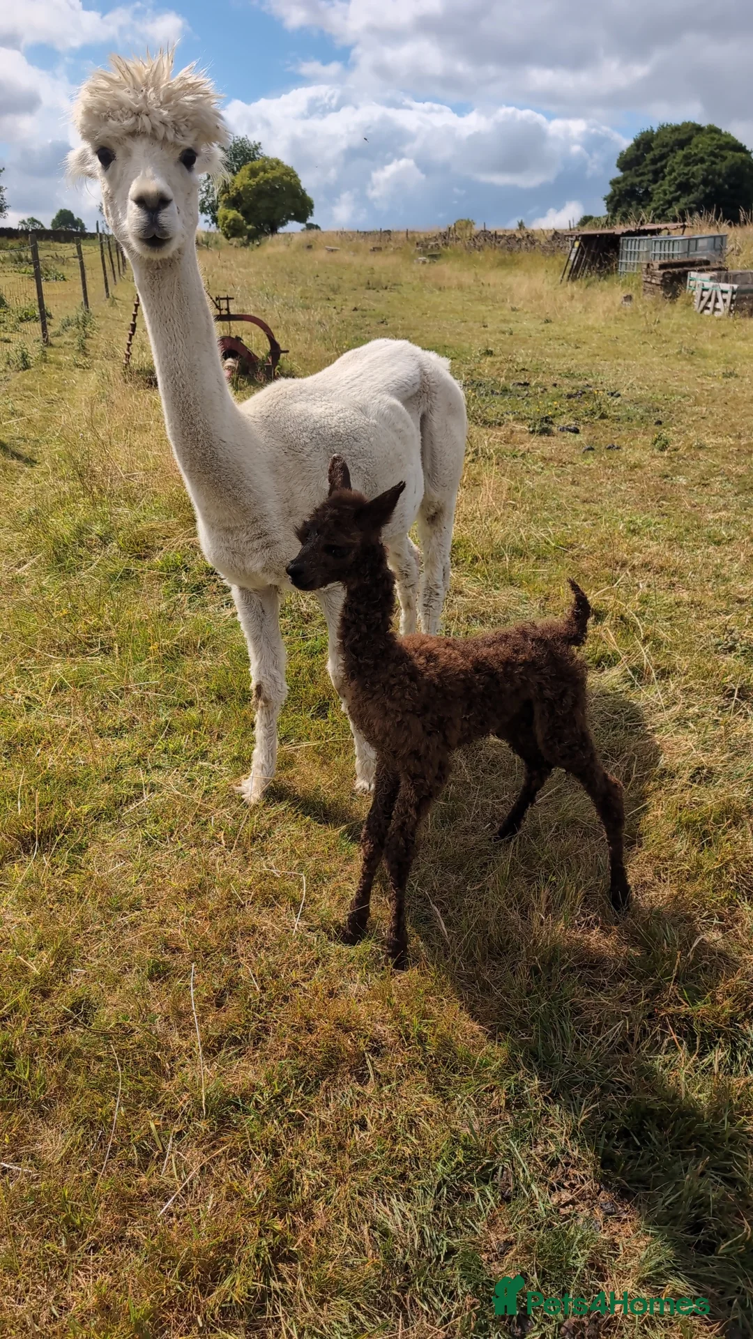 Alpaca livestock for sale: Dark brown female cria ready now - Advert 3