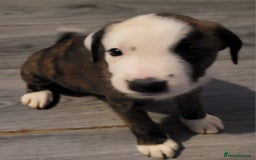 Mixed Breed dogs for sale: 8 beautiful presa canario x huntaway puppies  - Image 3