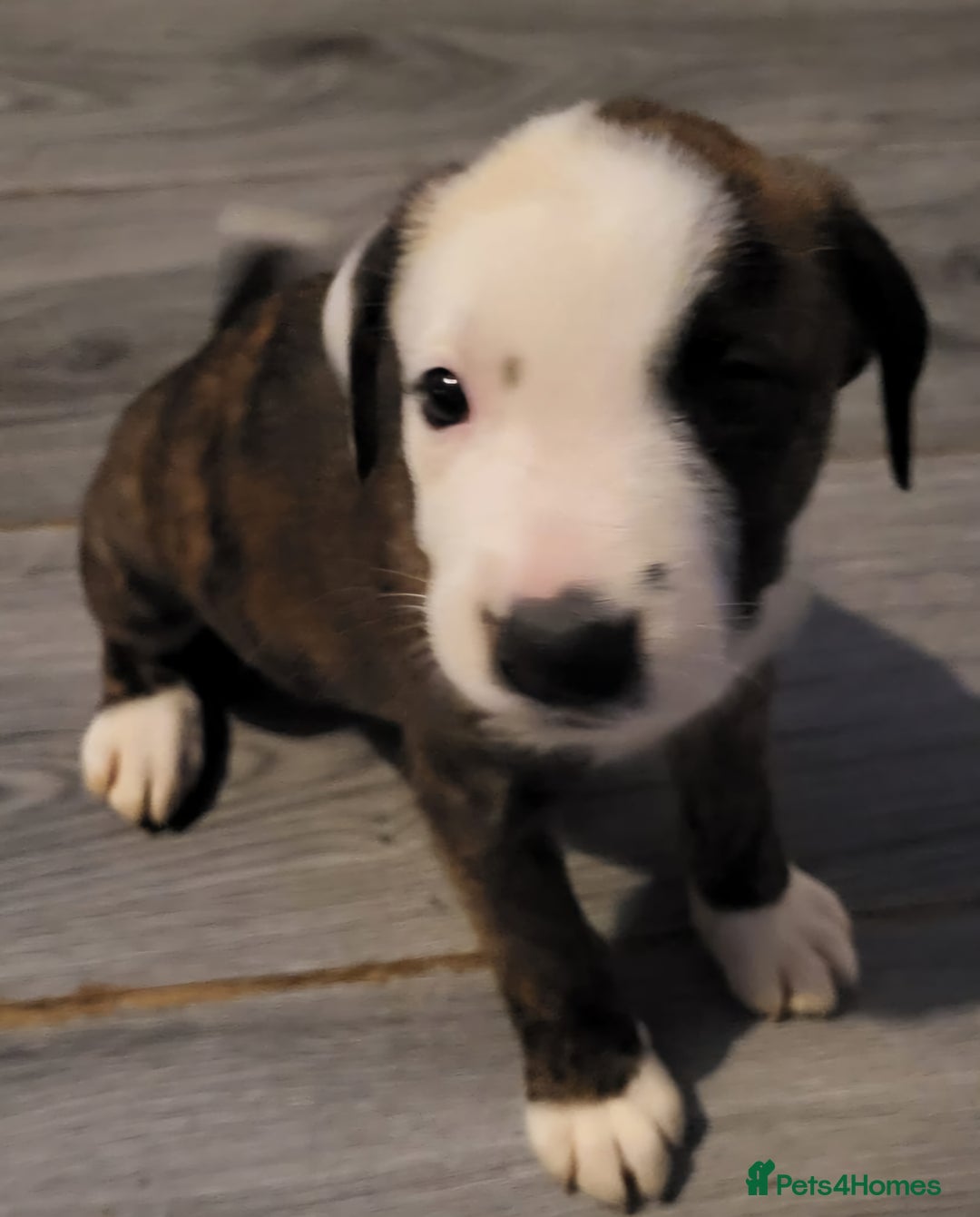 Mixed Breed dogs for sale: 8 beautiful presa canario x huntaway puppies  - Image 3