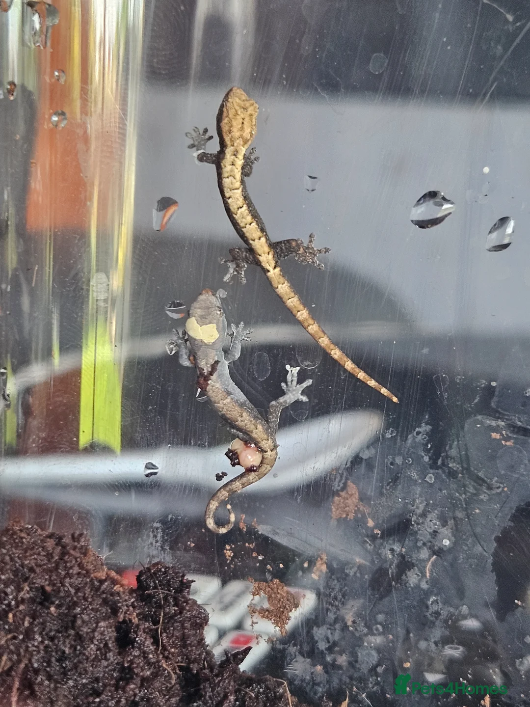 Gecko reptiles for sale: MOURNING GECKOS  - Advert 2