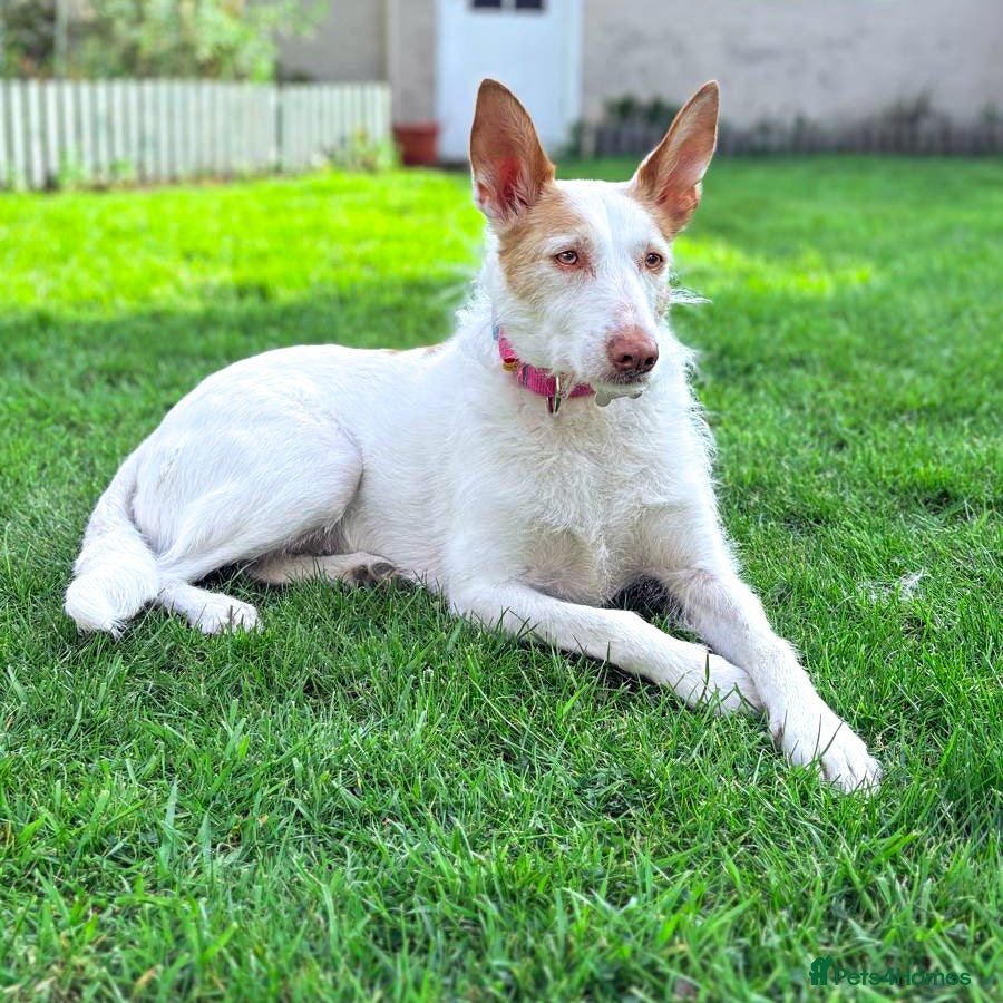Ibizan Hound dogs for adoption: Vivian - gentle, sweet Podenco - Advert 3