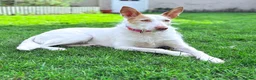 Ibizan Hound dogs for adoption: Vivian - gentle, sweet Podenco - Advert 1
