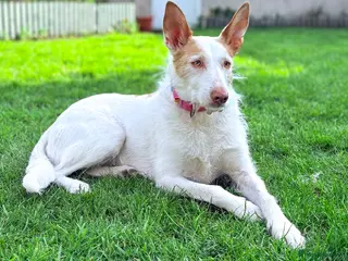 Ibizan Hound dogs for adoption: Vivian - gentle, sweet Podenco - Advert 3