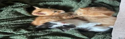 American Shorthair cats for sale: Kittens for sale - Advert 2