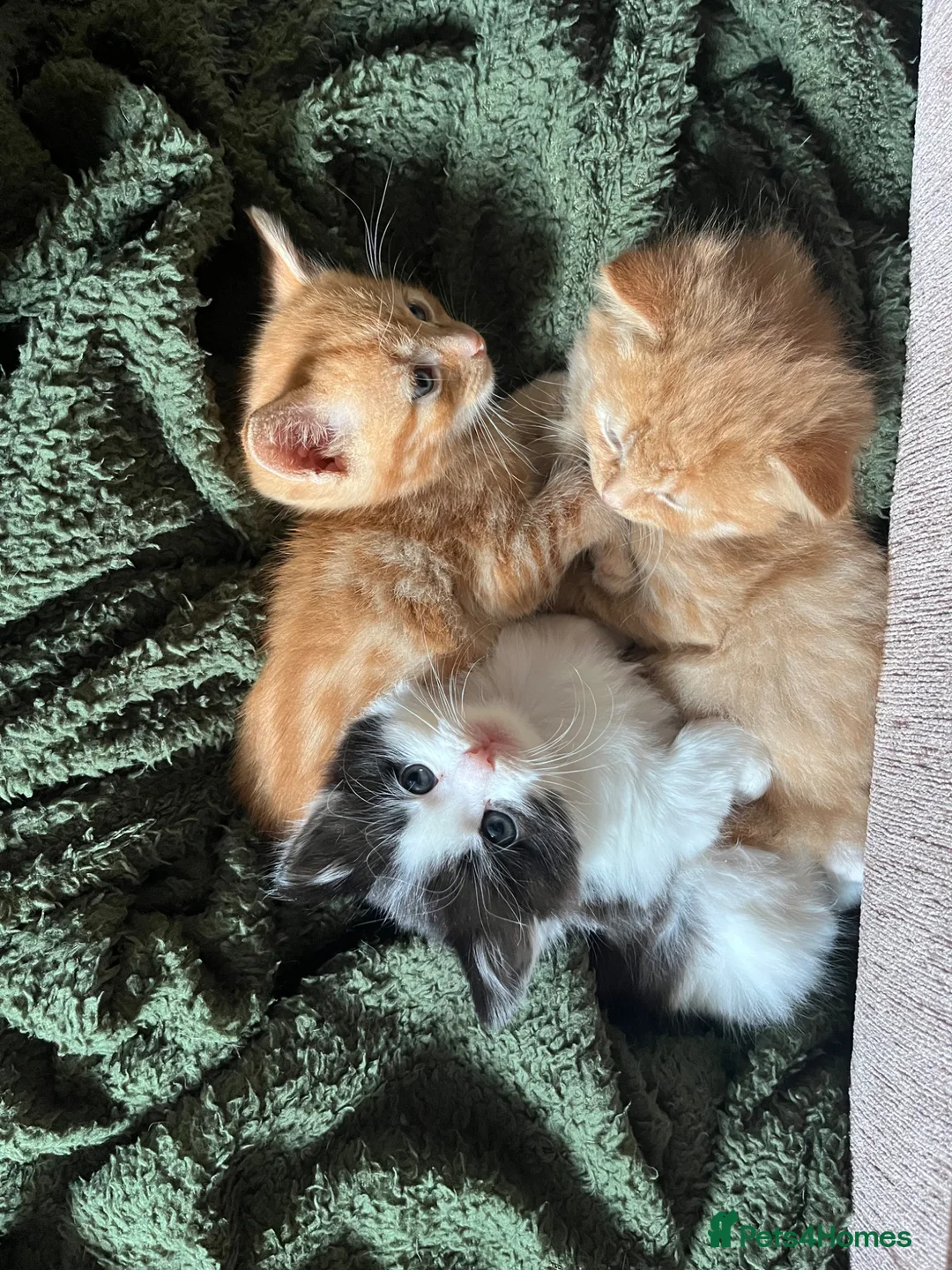 American Shorthair cats for sale: Kittens for sale - Advert 2