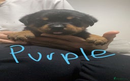 Rottweiler dogs for sale: Kc rottweiler puppies  - Image 11
