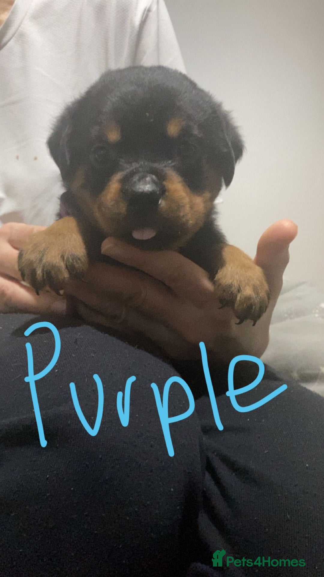 Rottweiler dogs for sale: Kc rottweiler puppies  - Image 11
