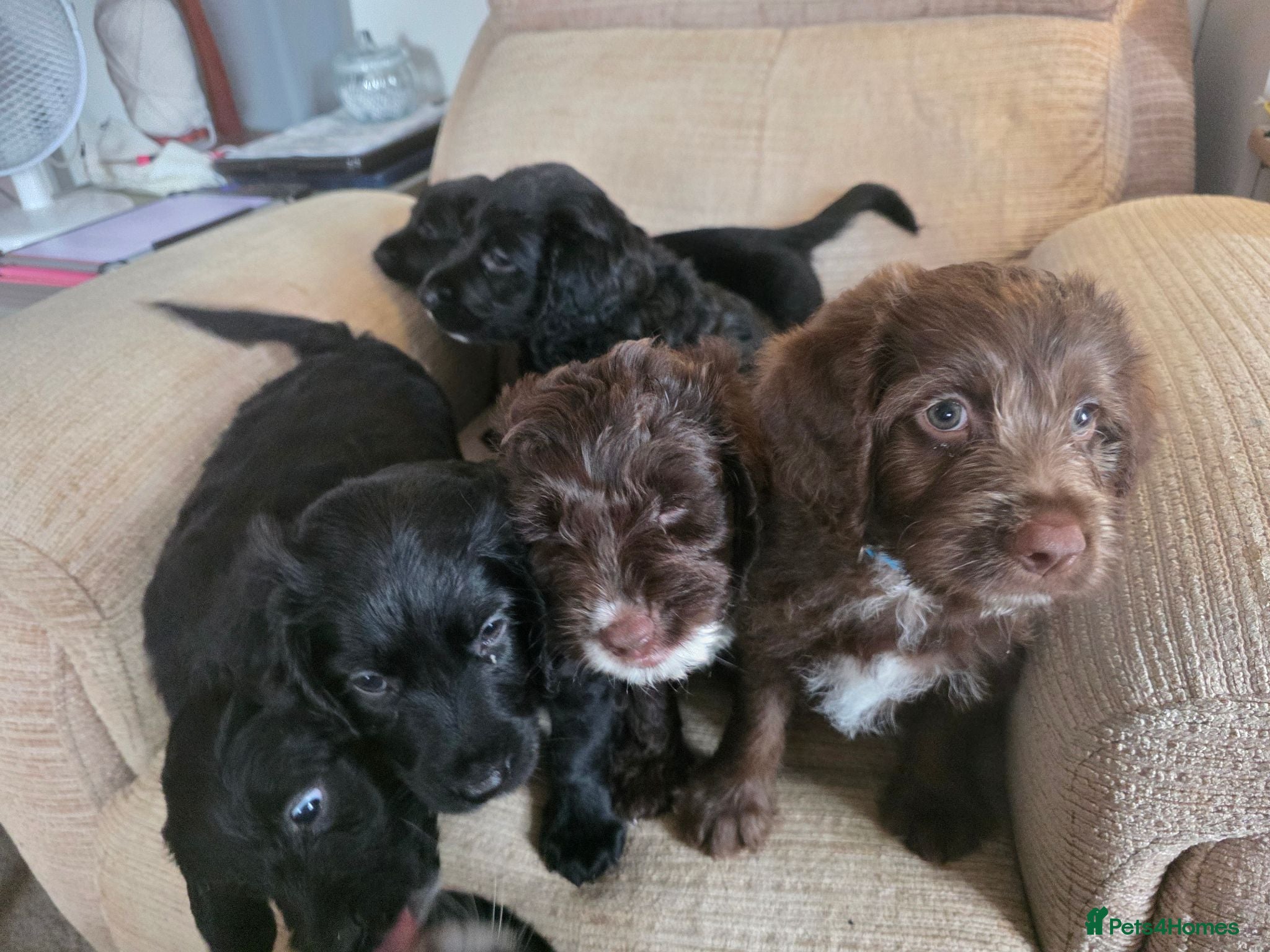 Mixed Breed dogs Australian Labradoodle Puppies - Advert 1