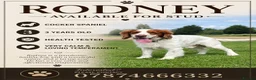 Cocker Spaniel dogs for stud: Rodney-Cocker Spaniel Stud!!  - Advert 7