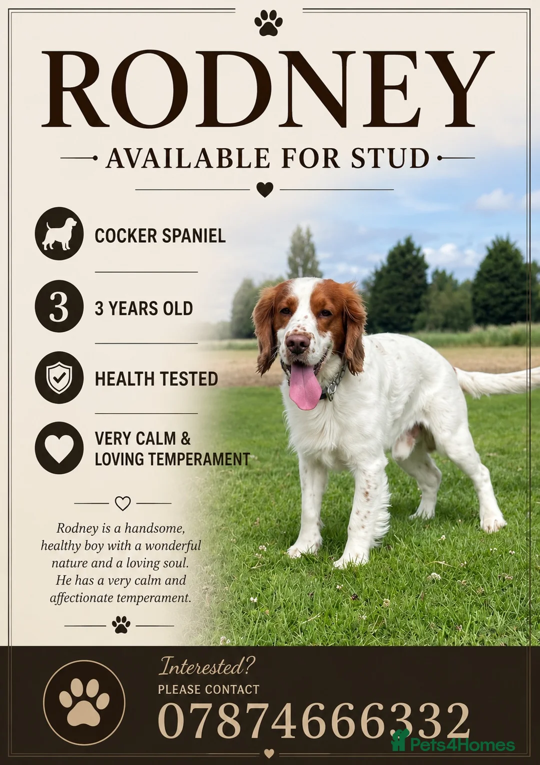 Cocker Spaniel dogs for stud: Rodney-Cocker Spaniel Stud!!  - Advert 7